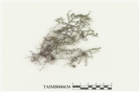 藏品(皺萼蘚)的圖片